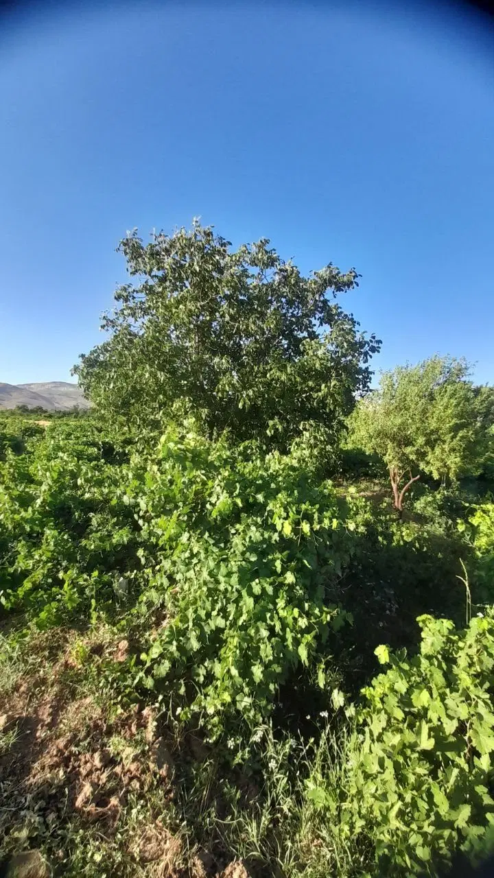 باغ|خدمات باغبانی و درختکاری|اسدآباد, |دیوار