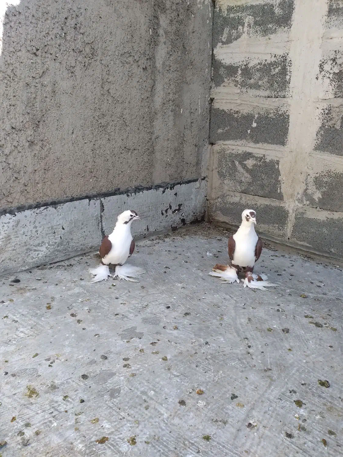 کفترالوان|پرنده|صوفیان, |دیوار