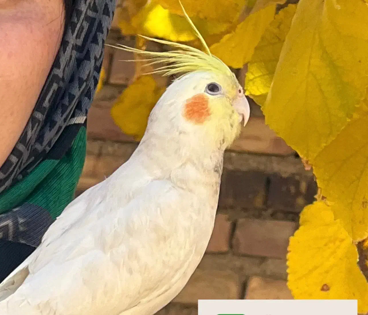 گمشده|پرنده|رفسنجان, |دیوار