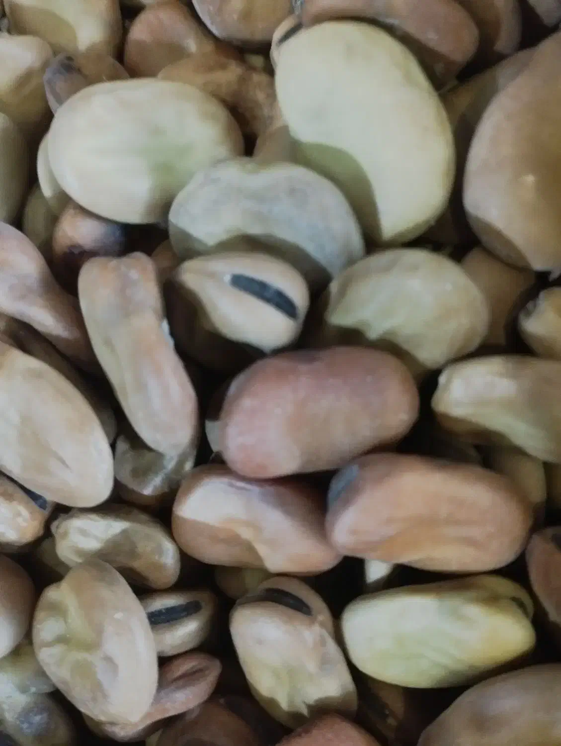 باقلا|حراج|سیمین شهر, |دیوار