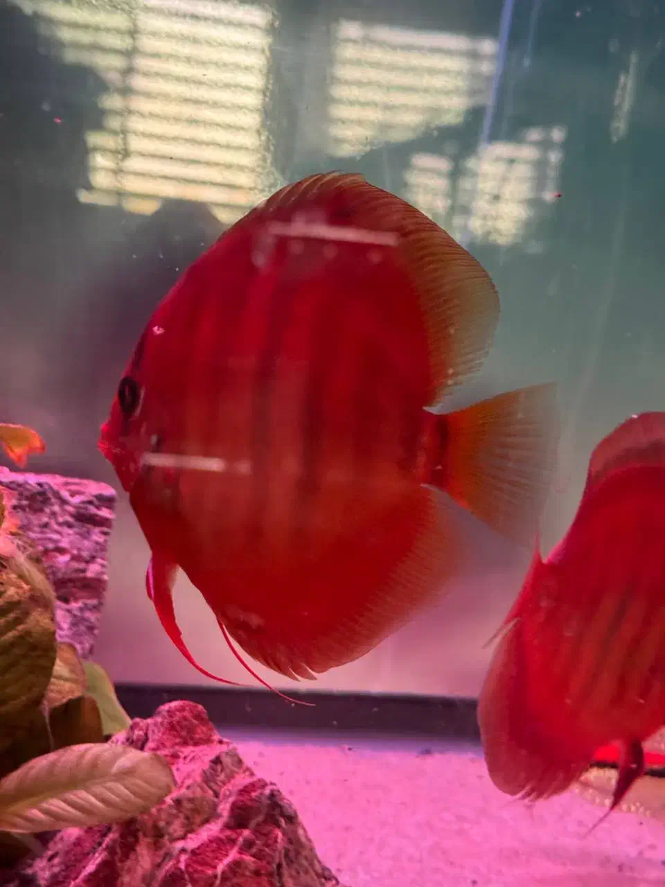 دیسکس گرید بالا|ماهی|مشهد, عبادی|دیوار