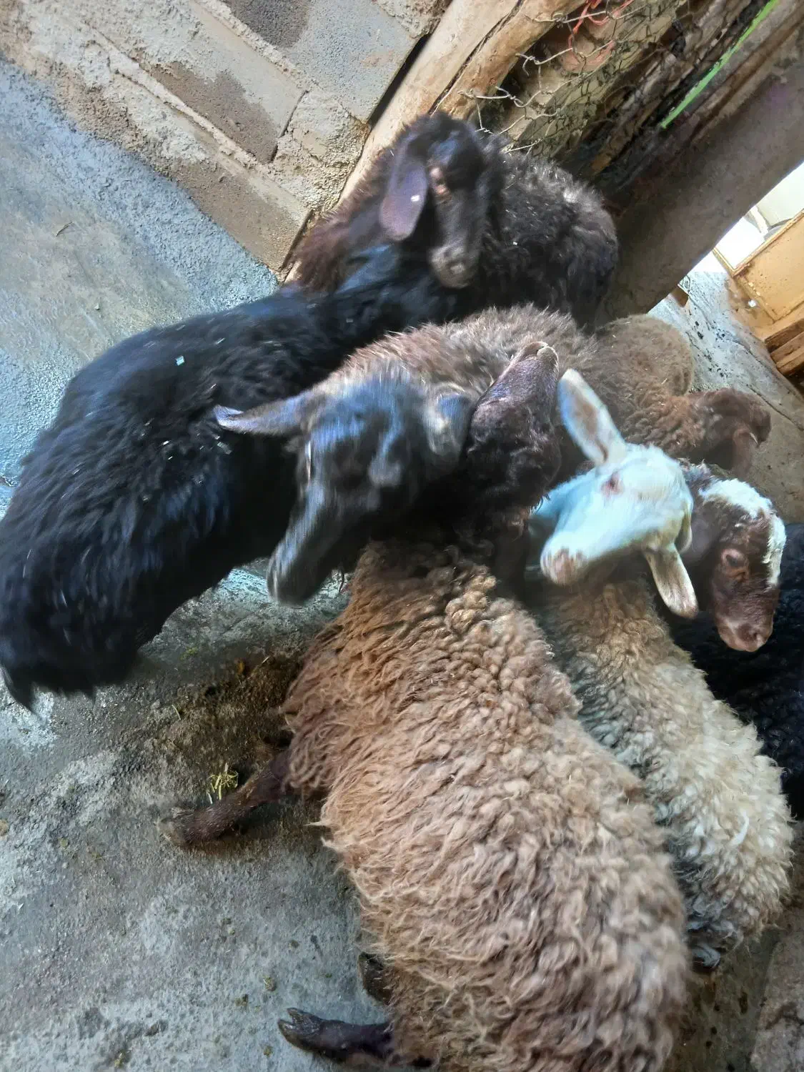 بره نره مهربان۲۵ عدد|حیوانات مزرعه|اسدآباد, |دیوار