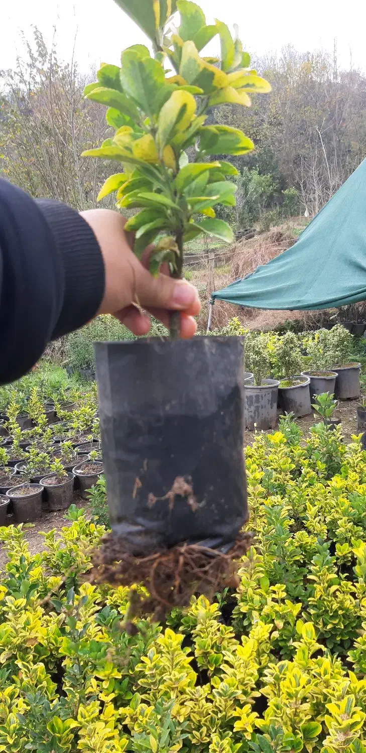 شمشاد|گل و گیاه طبیعی|رانکوه, |دیوار