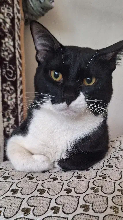 گربه تاکسی|گربه|قم, شهر قائم|دیوار