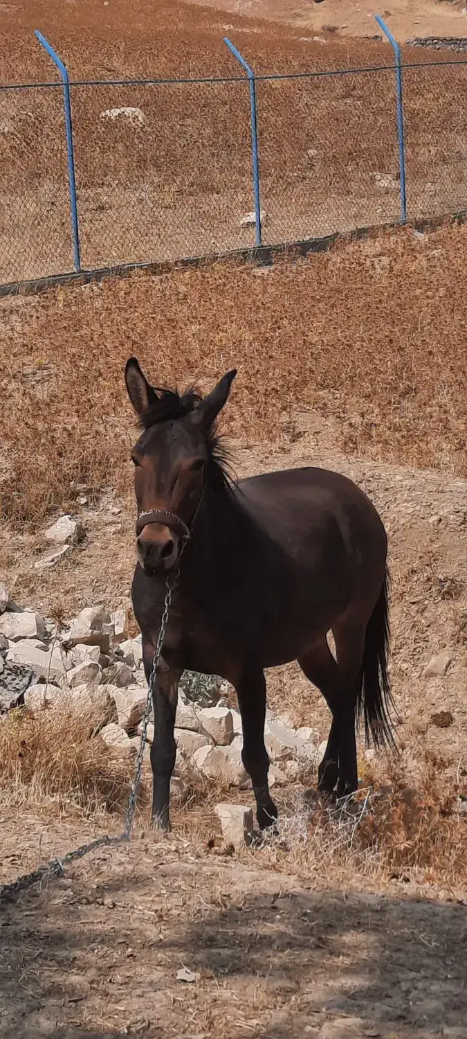 قاطر باری|اسب و تجهیزات اسبسواری|اردل, |دیوار