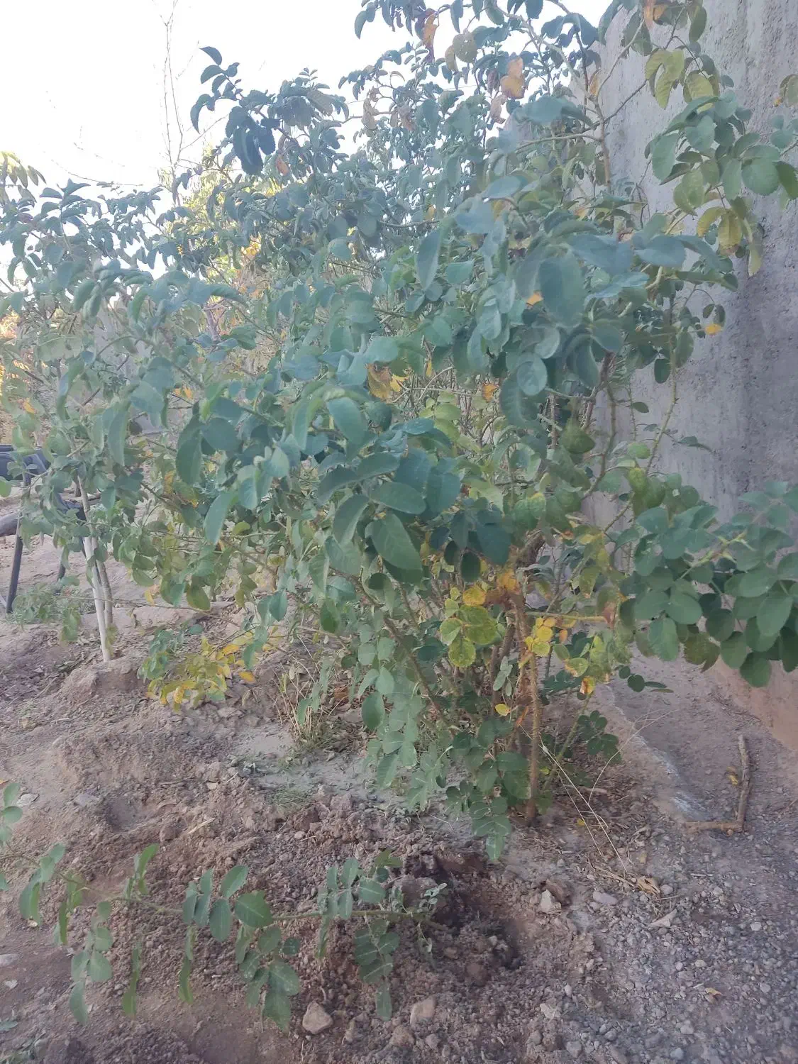 ده بوته گل محمدی شش ساله|گل و گیاه طبیعی|سیرجان, |دیوار