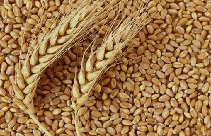 گندم رقم تیرگان گواهی شده|گل و گیاه طبیعی|قشلاق دشت, |دیوار