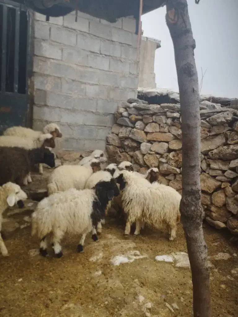 فروش ۱۳عددکاور بیشتر شون نرهستن|حیوانات مزرعه|بدره, |دیوار