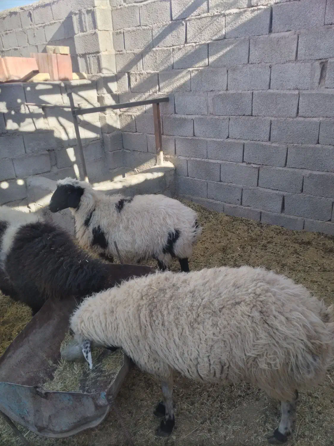 میش کاور|حیوانات مزرعه|گلزار, |دیوار