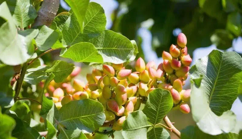 پیش فروش نهال پسته بادامی|خدمات باغبانی و درختکاری|بیجار, |دیوار