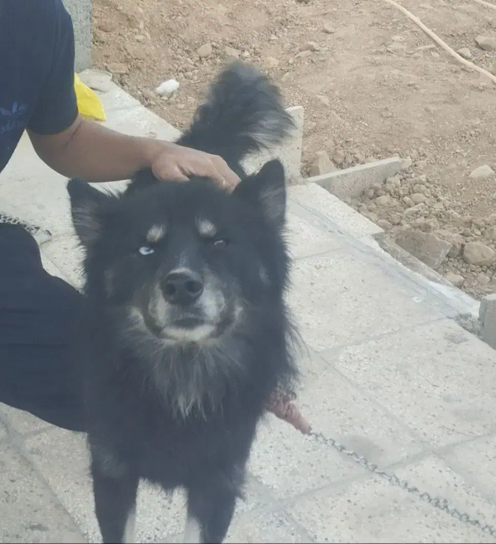 سگ دورگه هاسکی،ژرمن|سگ|بجنورد, |دیوار