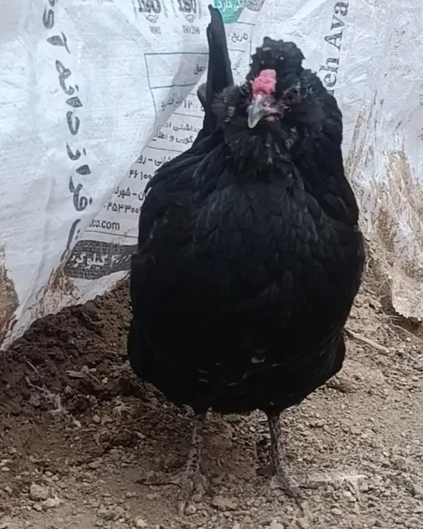 مرغ خروس اصیل گلین|حیوانات مزرعه|سیرجان, |دیوار