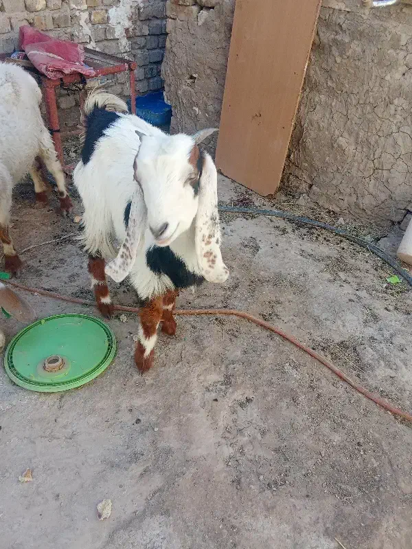 چتی مری ماده|حیوانات مزرعه|زابل, |دیوار