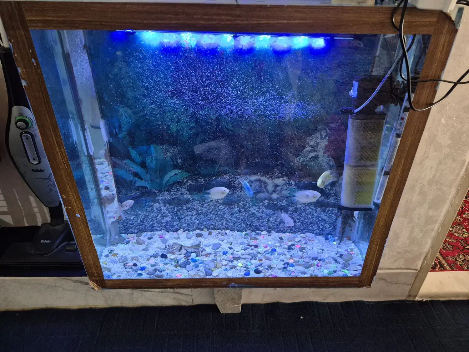 اکواریوم|ماهی|اصفهان, ارغوانیه|دیوار