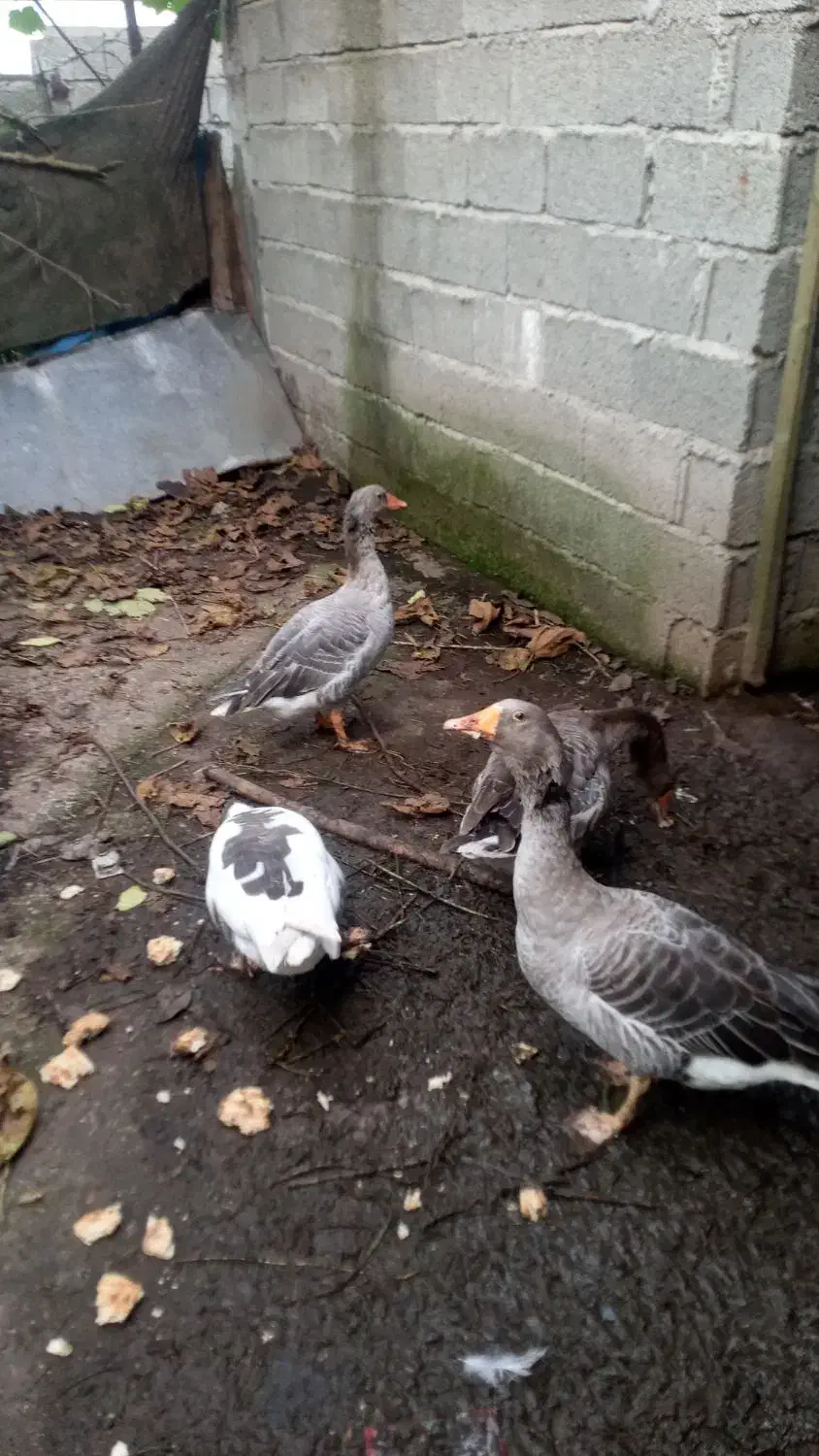 غازمحلی|حیوانات مزرعه|رودسر, |دیوار