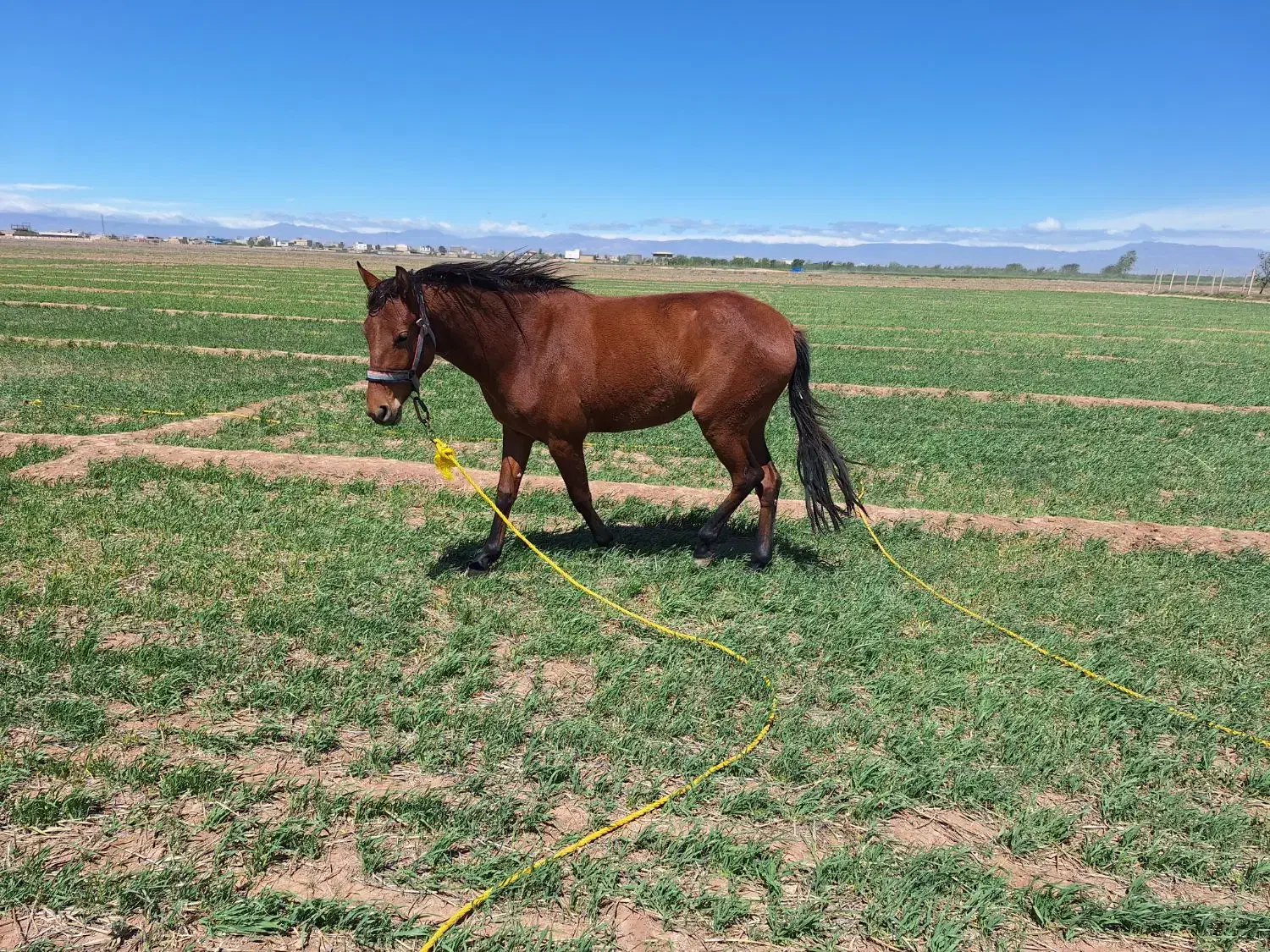 اسب مادیان|اسب و تجهیزات اسبسواری|دشتابی, |دیوار