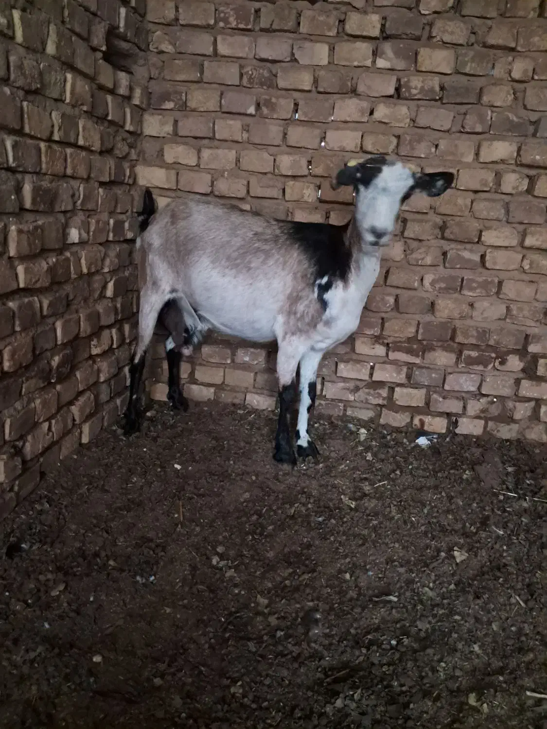 یک راس بز دورگ ابستن سنگین|حیوانات مزرعه|اردکان, |دیوار