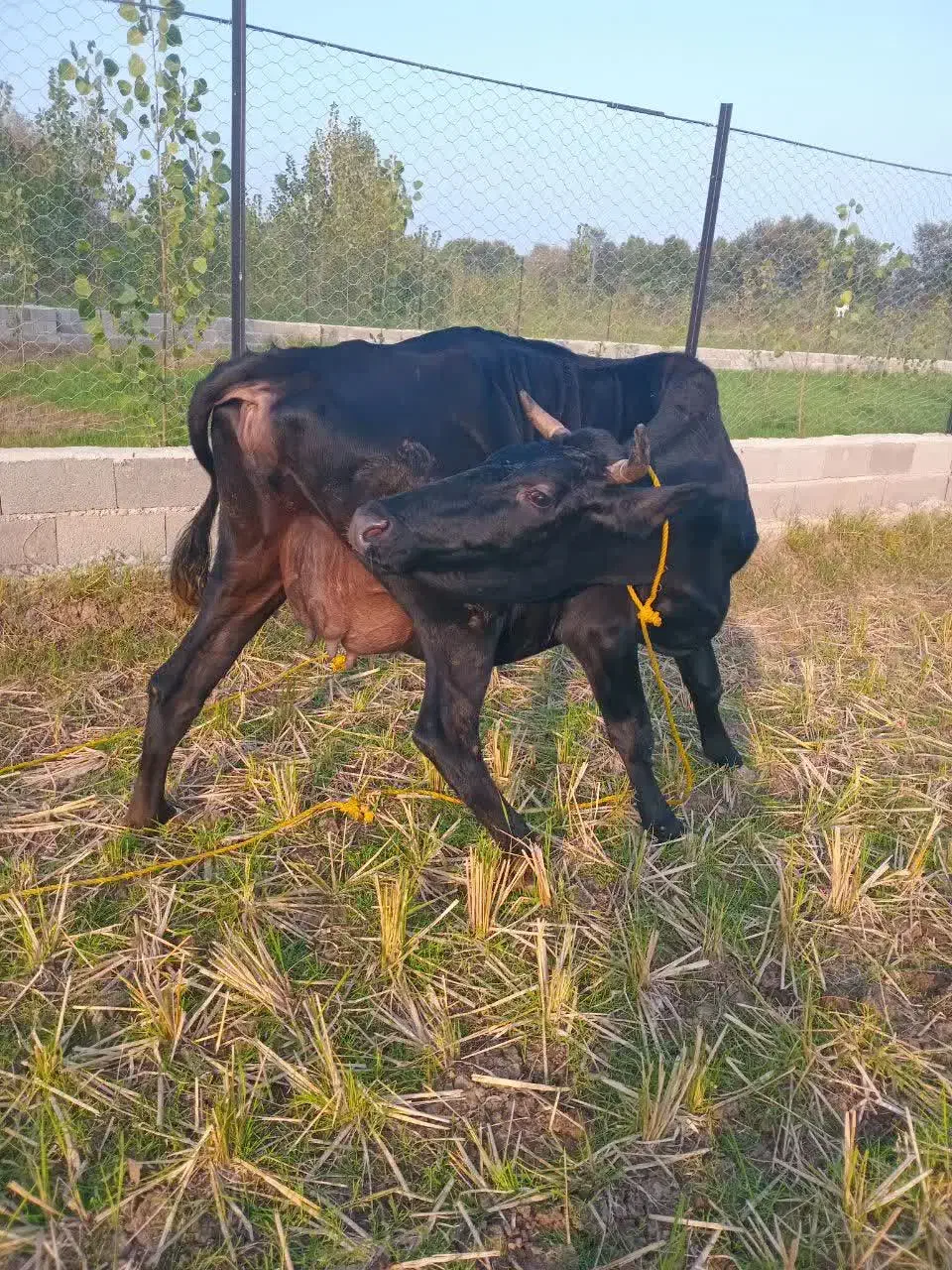 گاو دورگ محلی حامله|حیوانات مزرعه|سنگر, |دیوار