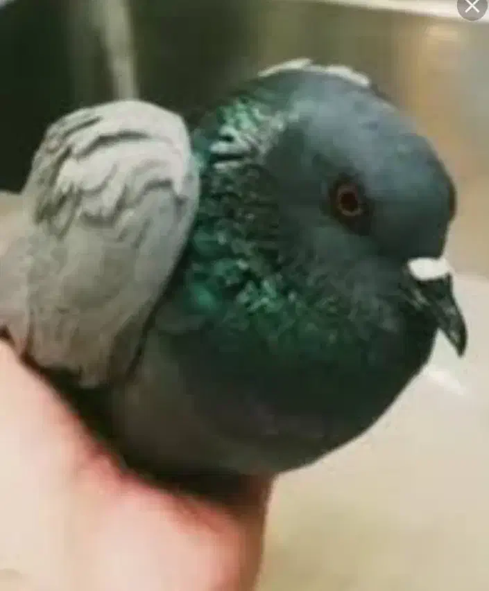 کفتر چاهی بیمار|پرنده|تهران, شهرآرا|دیوار