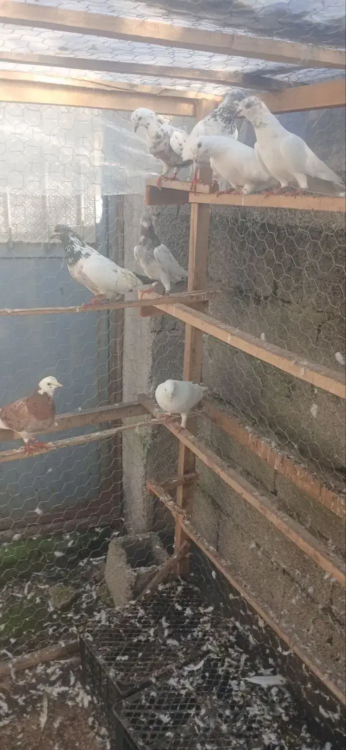 کبوتر پرشی|پرنده|فومن, |دیوار