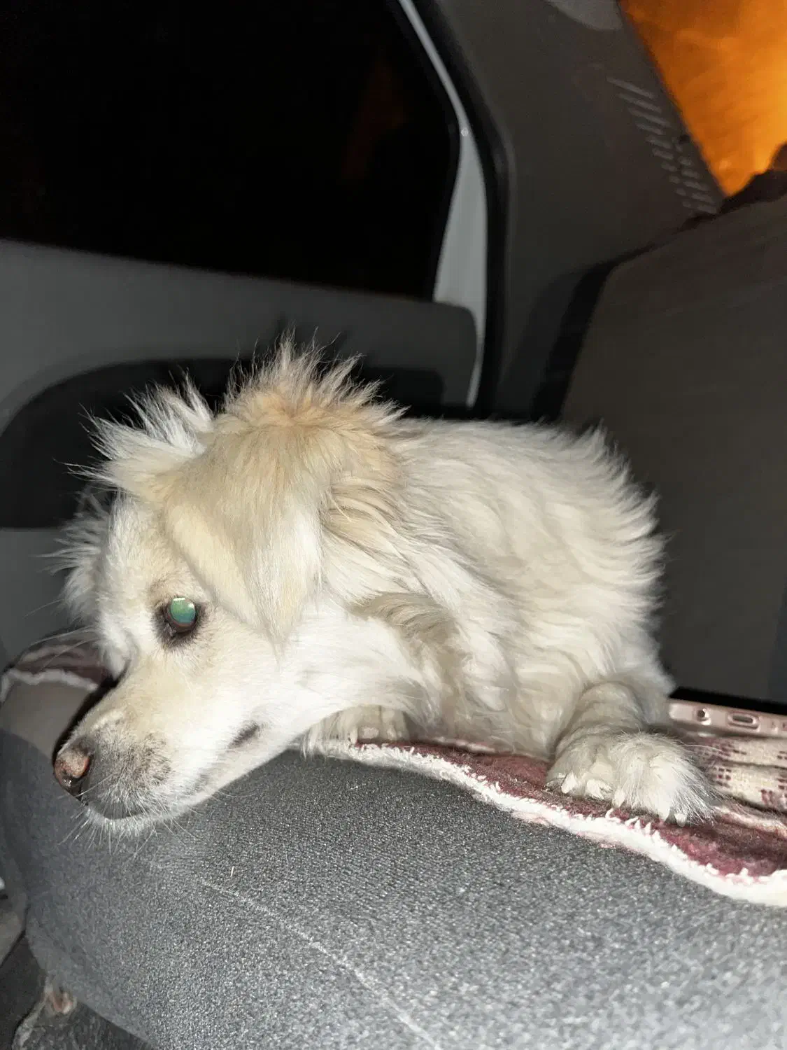 سگ اشیتپز|سگ|مرودشت, ثبت احوال|دیوار