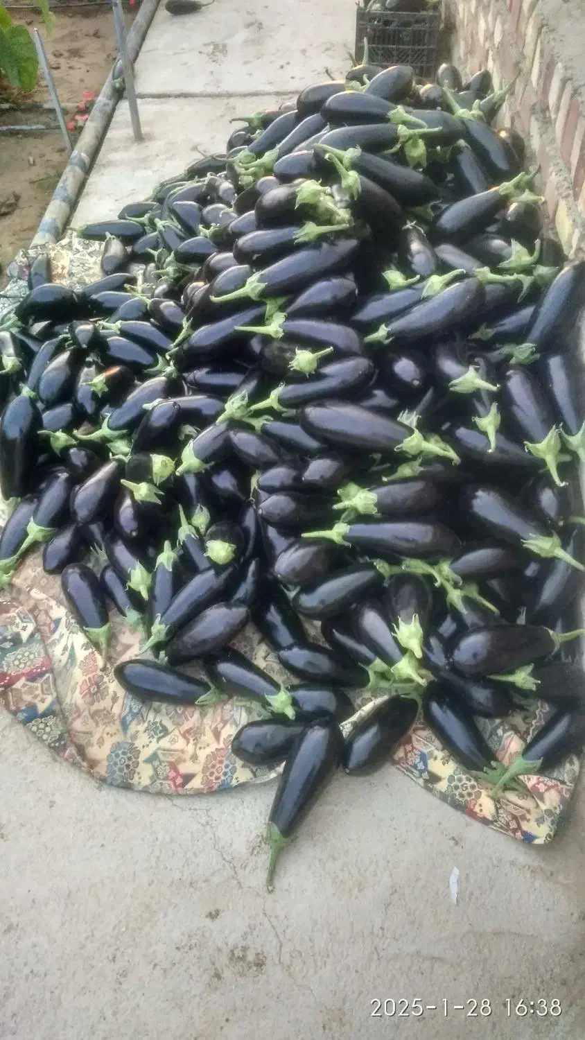 کارگر گلخانه هستم وارد|خدمات باغبانی و درختکاری|زابل, |دیوار