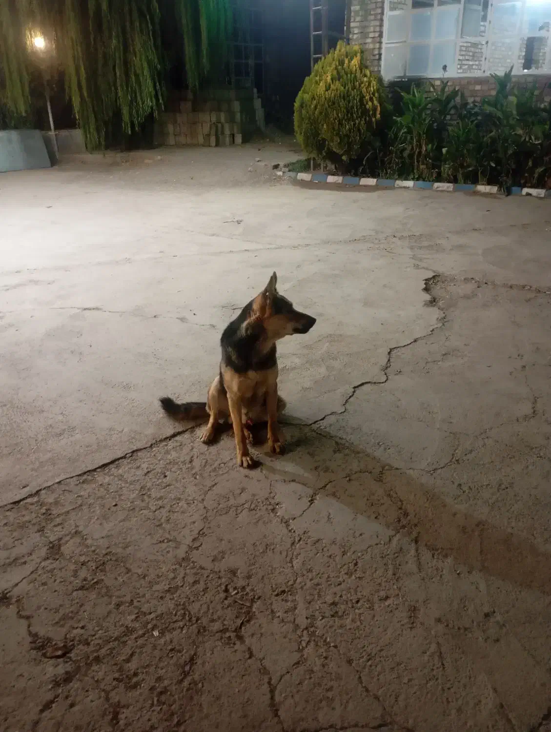 یک جفت سگ ژرمن شپرد|سگ|نیشابور, فضل|دیوار