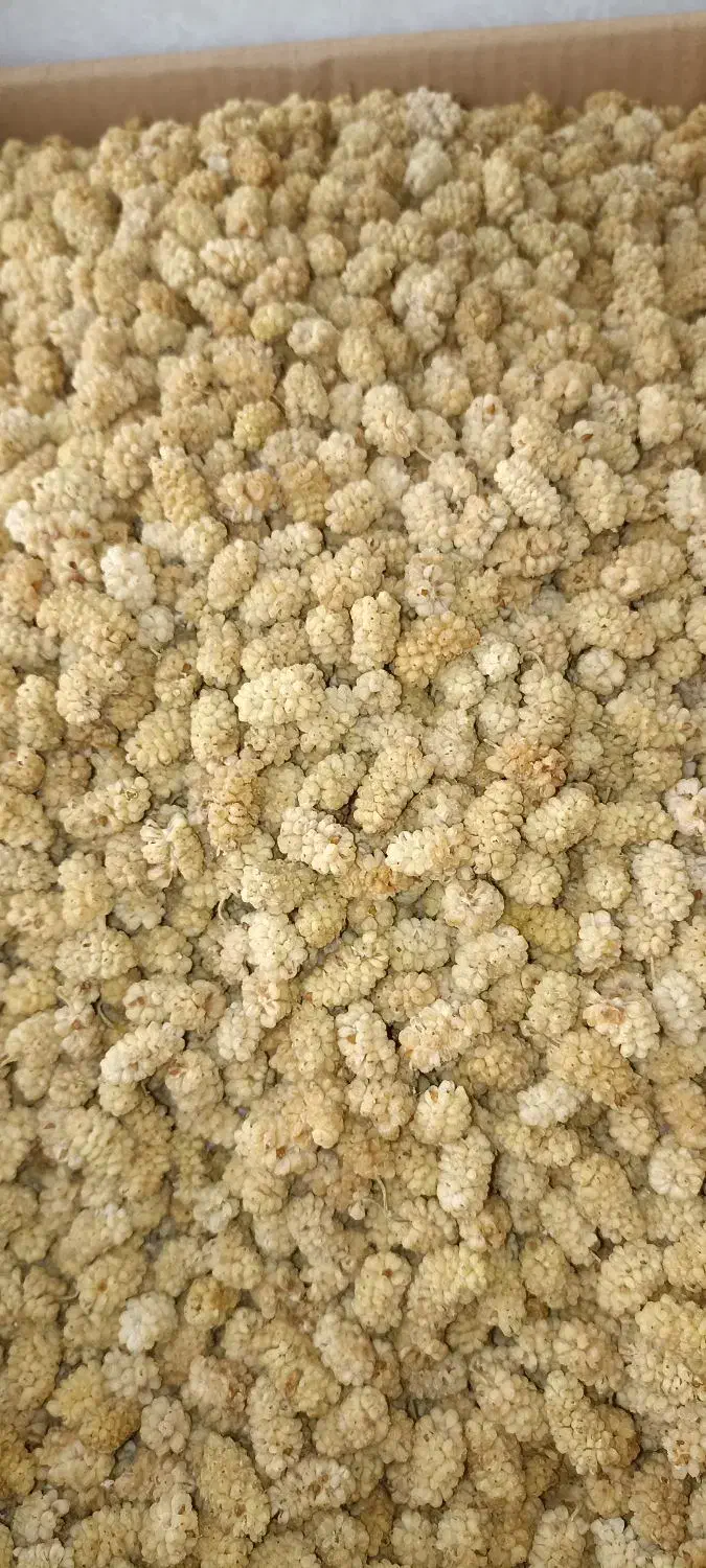 توت یزد امسالی درجه یک تازه|خوردنی و آشامیدنی|چهارباغ, |دیوار