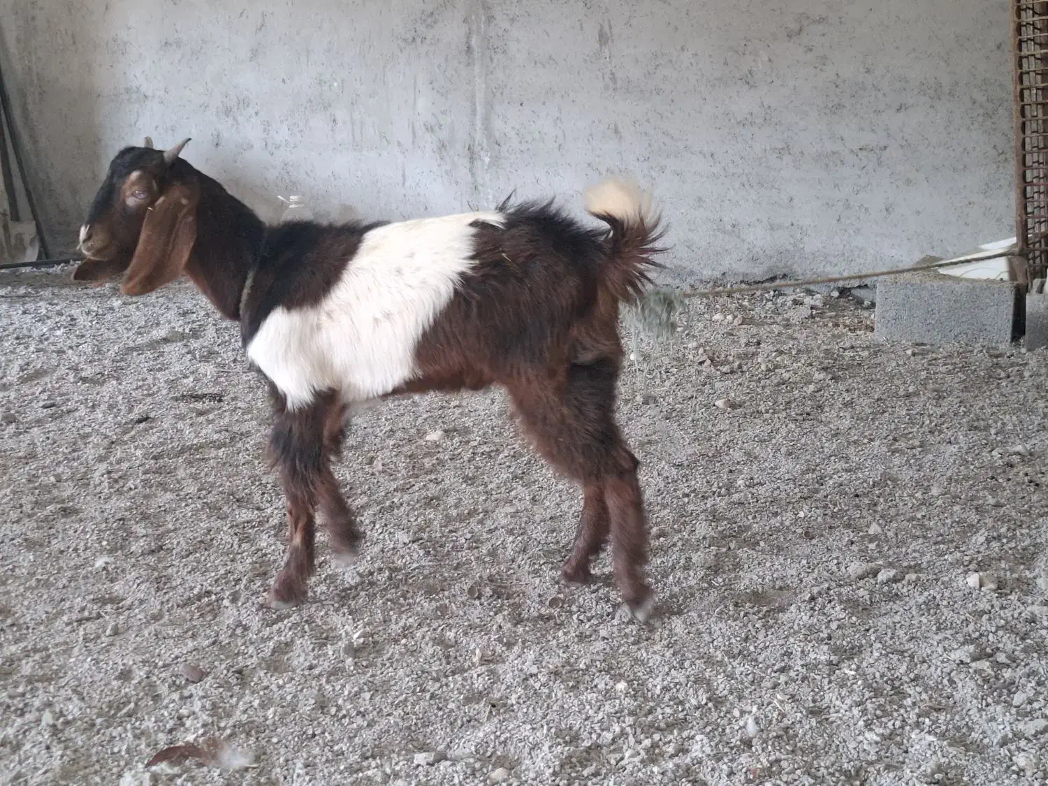 بز پاکستانی نر|حیوانات مزرعه|نوشهر, |دیوار