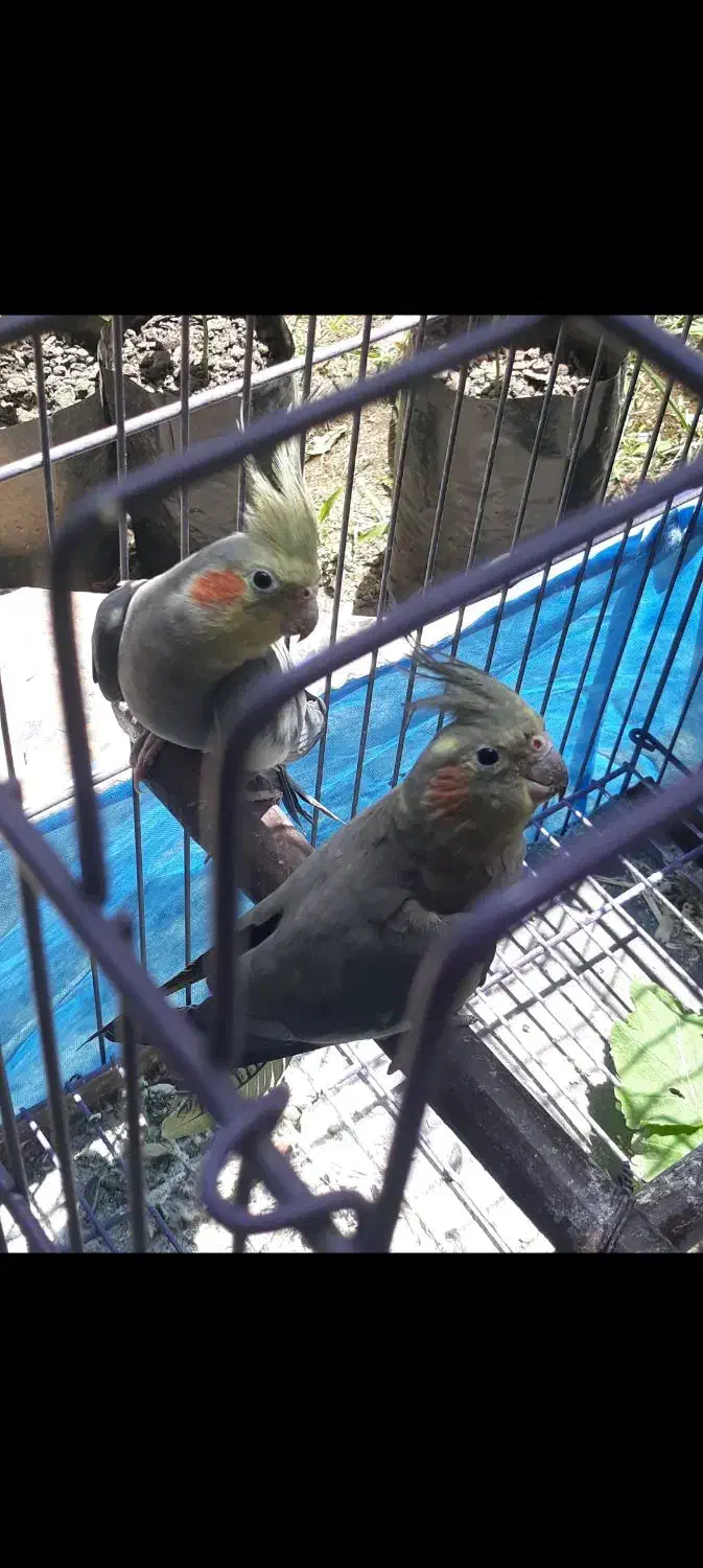 طوطی عروس جفت|پرنده|قائم‌شهر, |دیوار