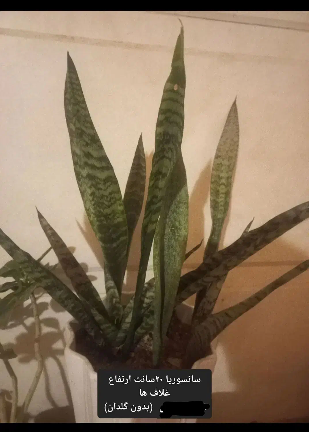 گل طبیعی وگلدان سانسوریا/ بنسای|حراج|قم, اسمعیل آباد|دیوار