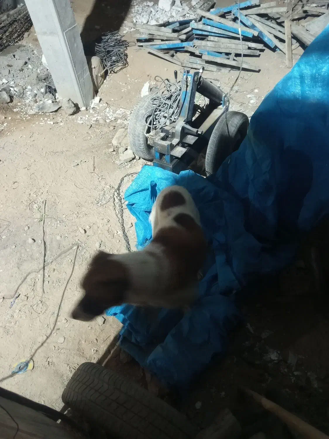 سگ گمشده|حیوانات|شیروان (خراسان), |دیوار