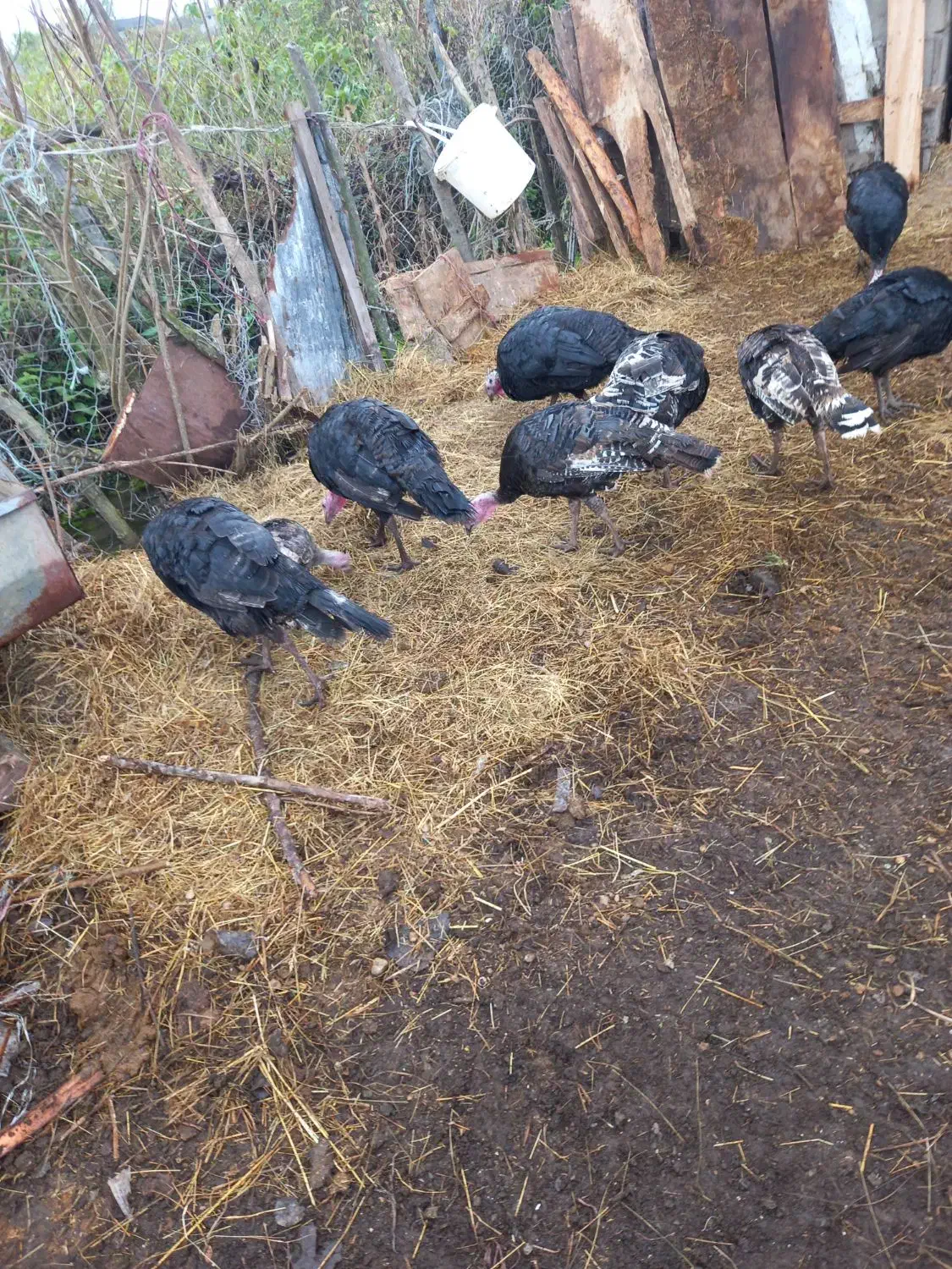 بوقلمون  ۳۵۰|حیوانات مزرعه|تالش, جوکندان|دیوار