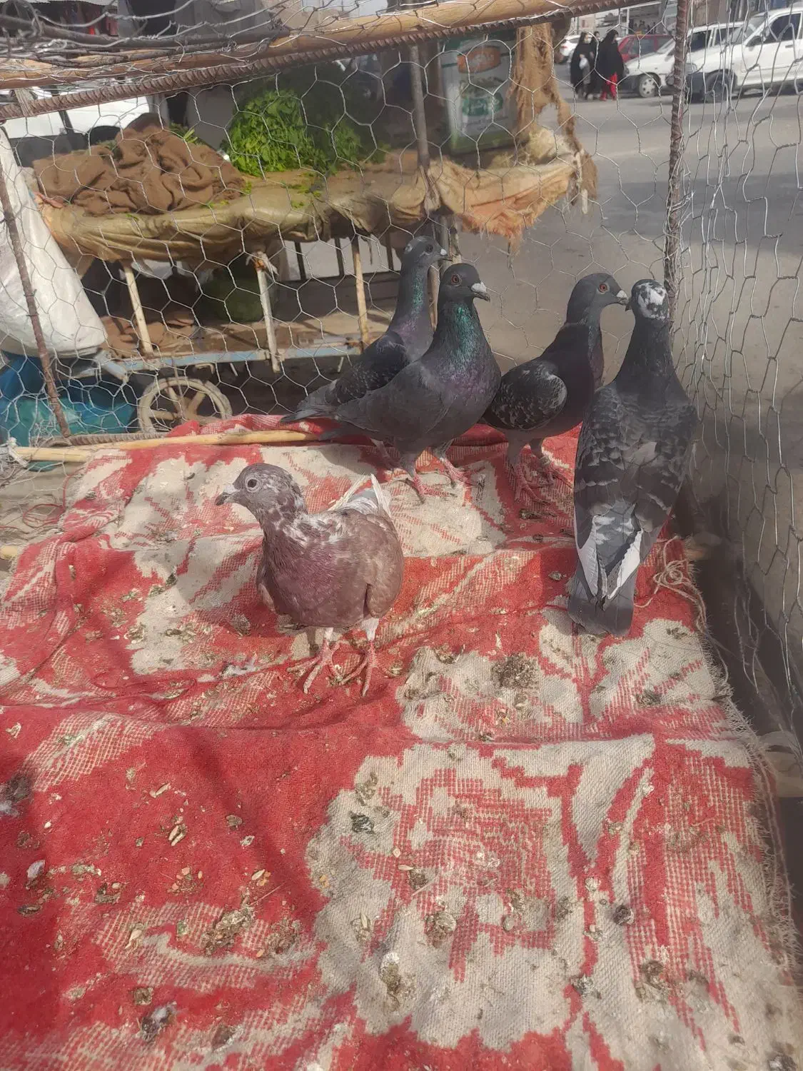 بور مگس نر|پرنده|زهک, |دیوار