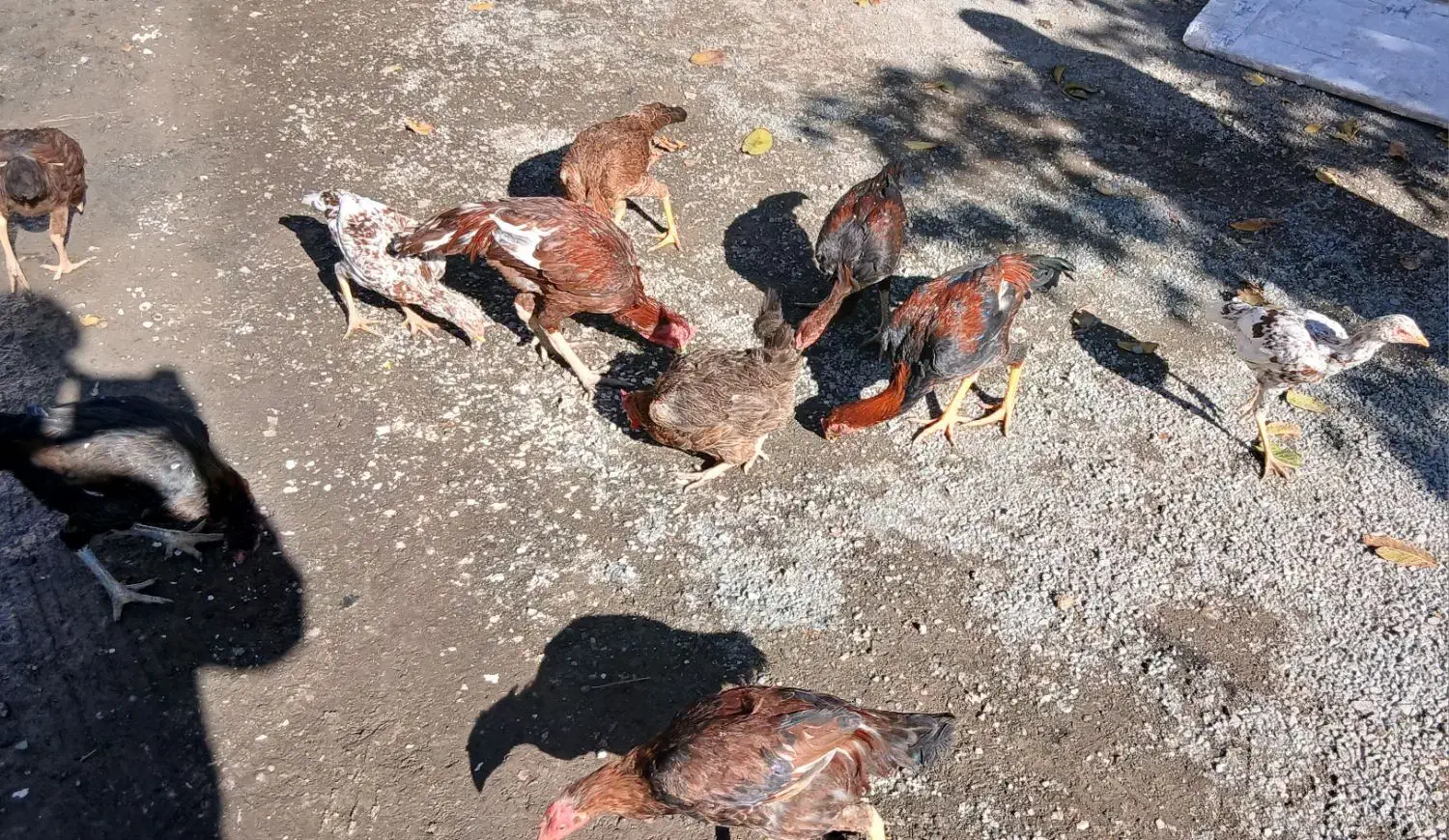 مرغ و خروس|حیوانات مزرعه|بیلوار, |دیوار