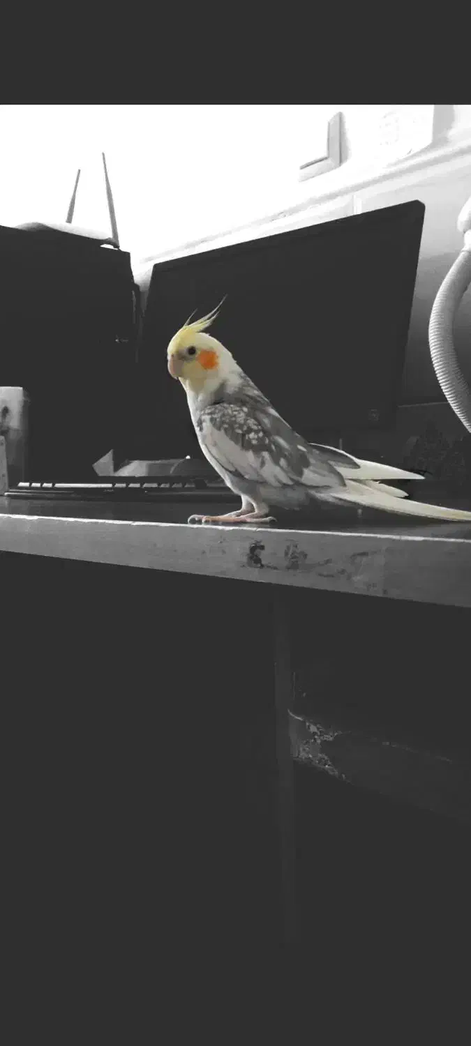 گمشده فراری|حیوانات|میناب, |دیوار