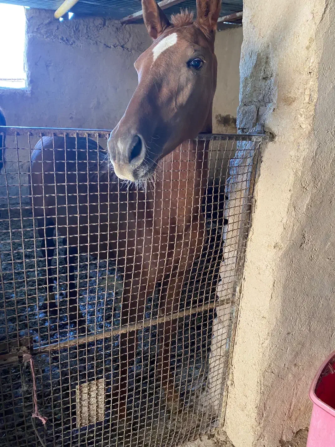 کره ماده استثنایی|اسب و تجهیزات اسبسواری|مرودشت, بهارستان|دیوار