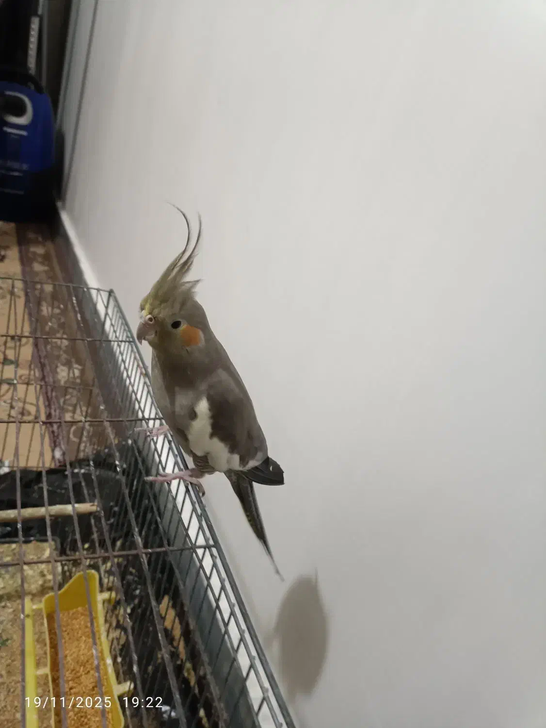 عروس هلندی نر وماده|پرنده|شوشتر, |دیوار