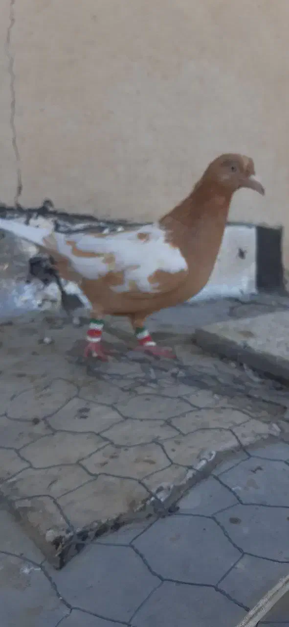 ماده افغانی زرد|پرنده|تربت‌حیدریه, کلاته توکلی|دیوار