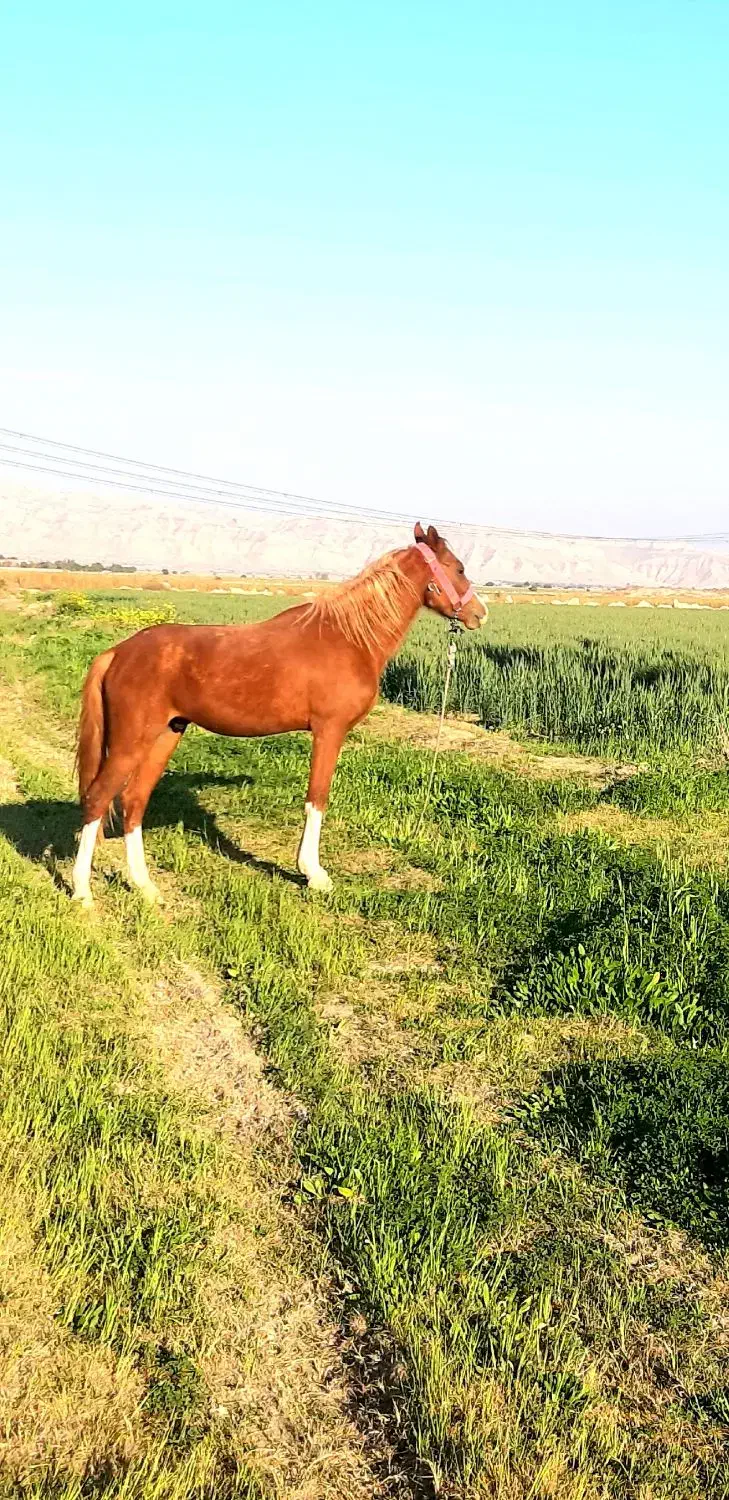 اسب|اسب و تجهیزات اسبسواری|بهبهان, |دیوار