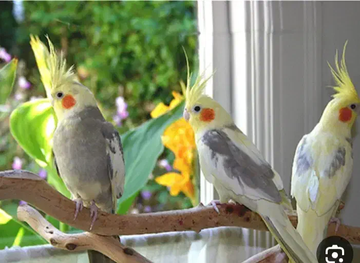 عروس هلندی پیدا شده|حیوانات|پاکدشت, پاکدشت (مامازند)|دیوار