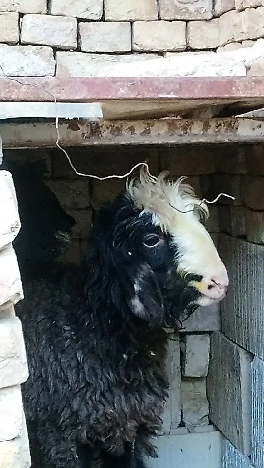 بره شیری ماده|حیوانات مزرعه|دهق, |دیوار