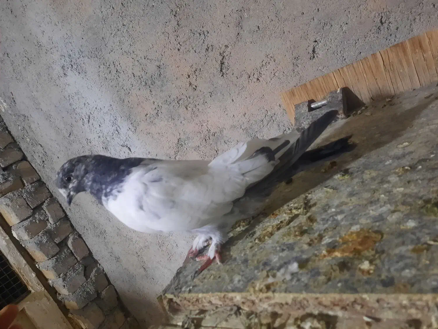 نرو ماده کله دمسبز درشت|پرنده|زرندیه, |دیوار