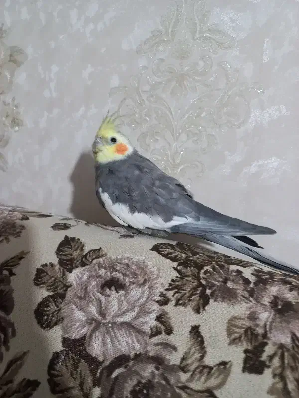 عروس هلندی|پرنده|کرج, حصارک بالا|دیوار