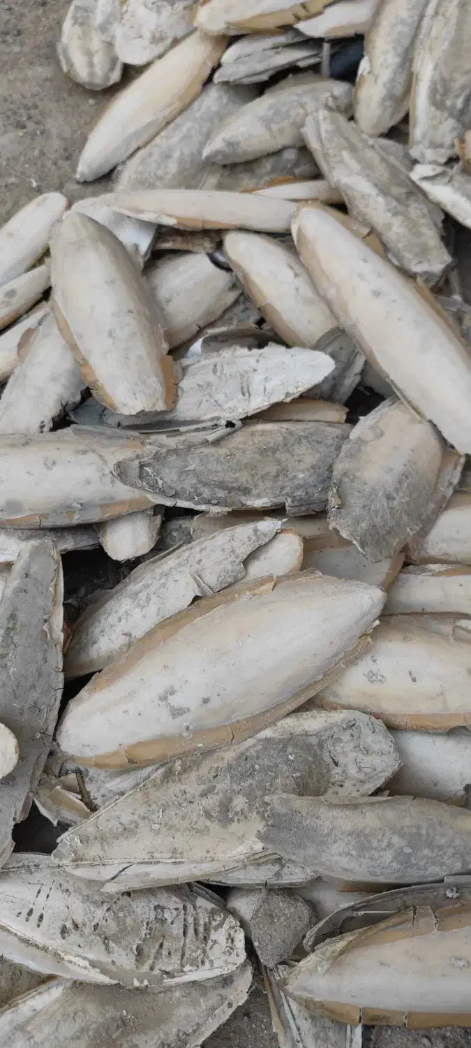 کف دریا|لوازم جانبی حیوانات|درگهان, |دیوار