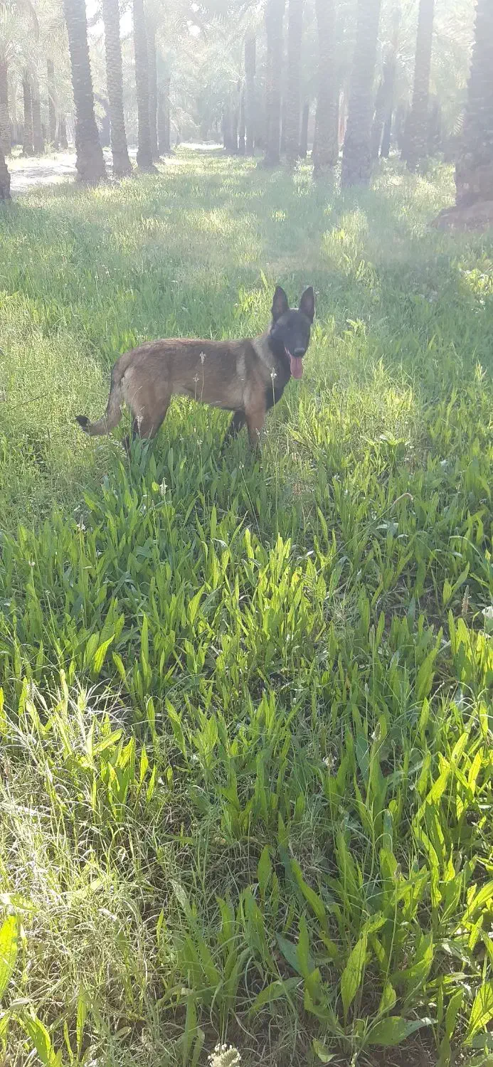 مالینویز|سگ|جیرفت, |دیوار