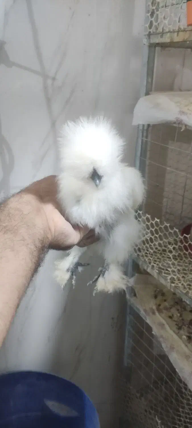 جوجه ابریشمی یک ماهه|حیوانات مزرعه|اهواز, کوی باهنر|دیوار