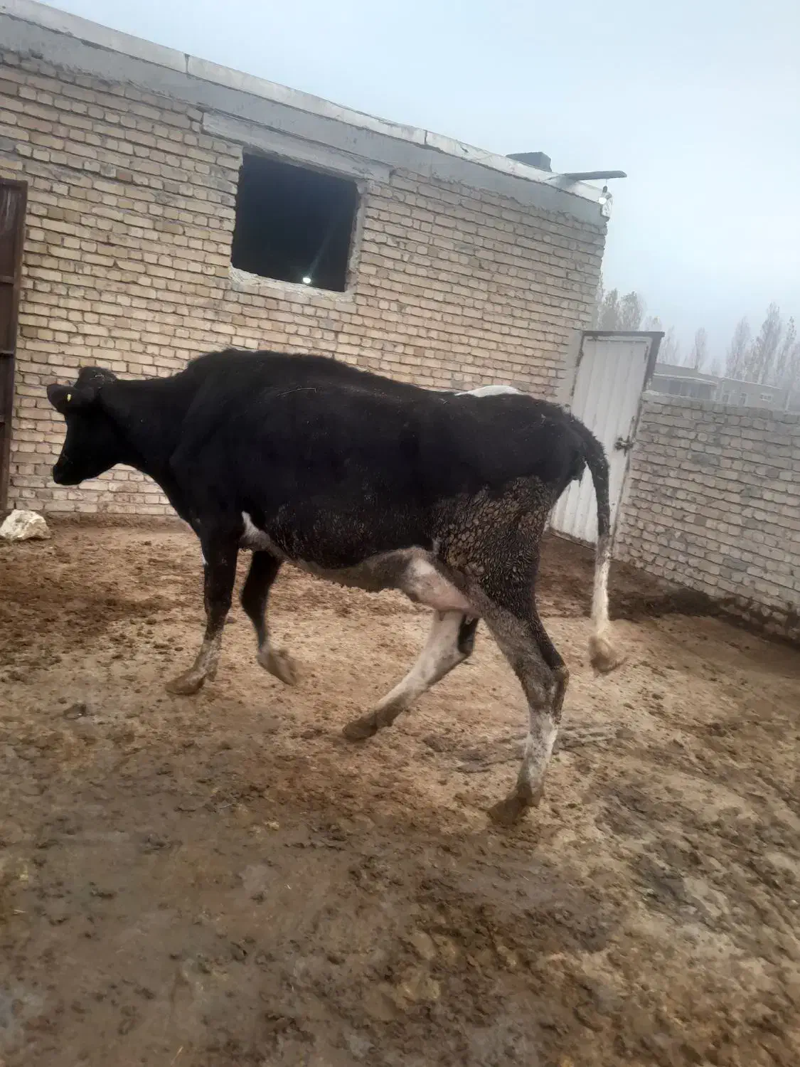 گاو  قصر ساغن|حیوانات مزرعه|نوشین شهر, |دیوار