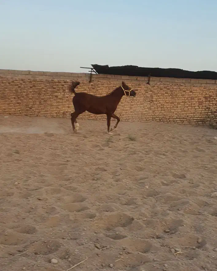 اسب کرد نوه شورش شریف|اسب و تجهیزات اسبسواری|سیرجان, |دیوار