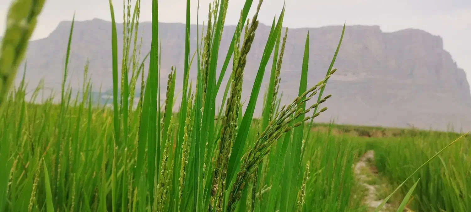 چلتوک برج کامفیروزی درج 1|عمدهفروشی|درودزن, |دیوار